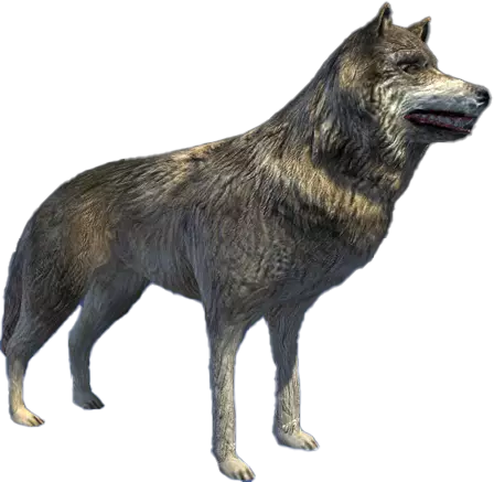 Image du loup